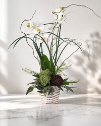 Zen Orchid Harmony Zen Orchid Harmony